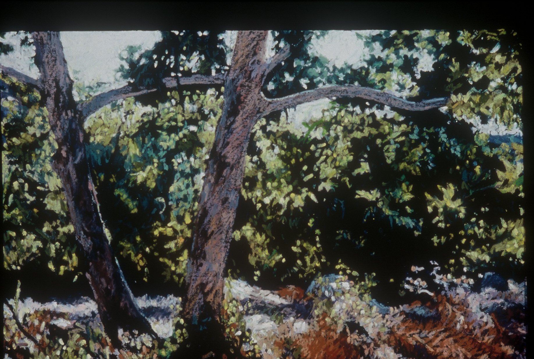 San Jacinto Mountains, 1992