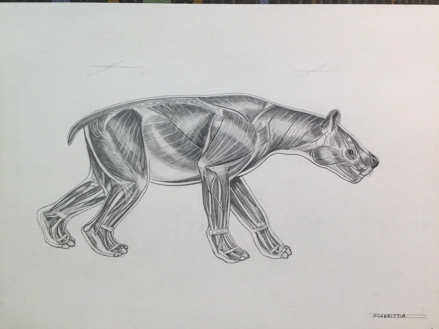 Scarittia, extinct, musculature