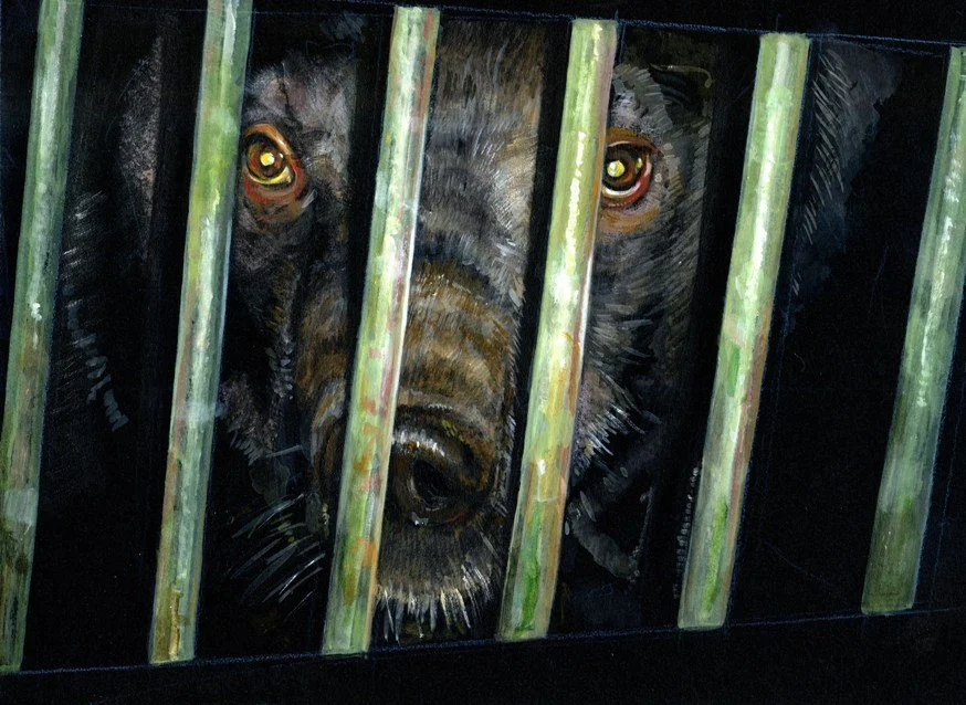 Bear illustration for magazine