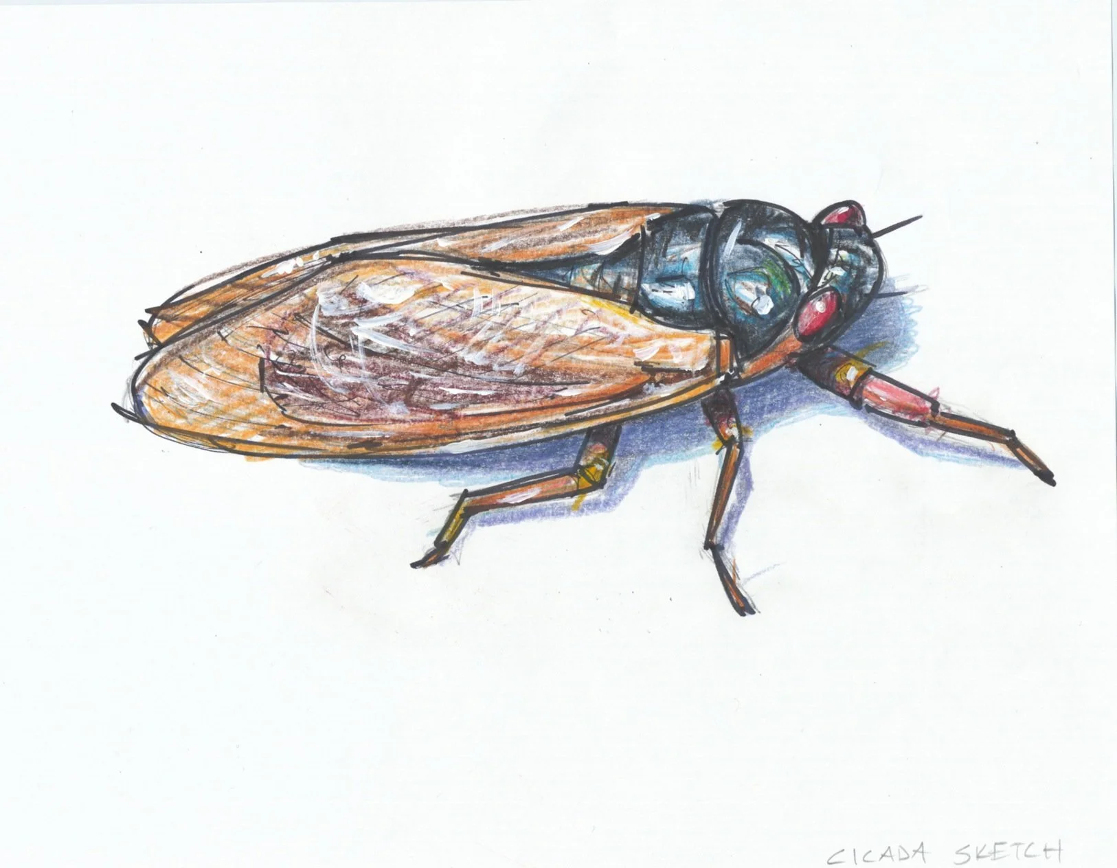 Cicada sketch