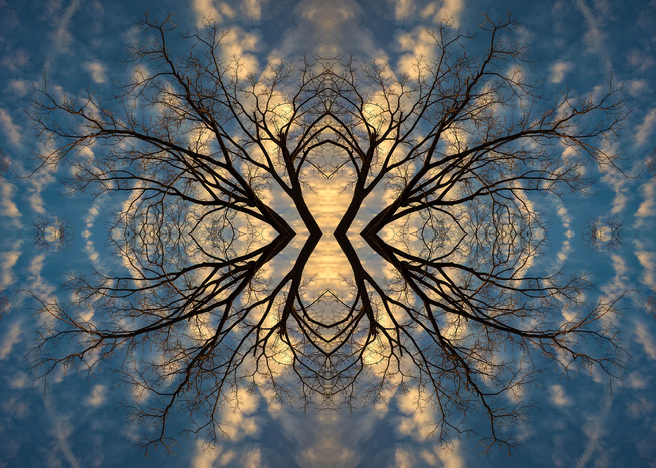 Tree0015x7.jpg