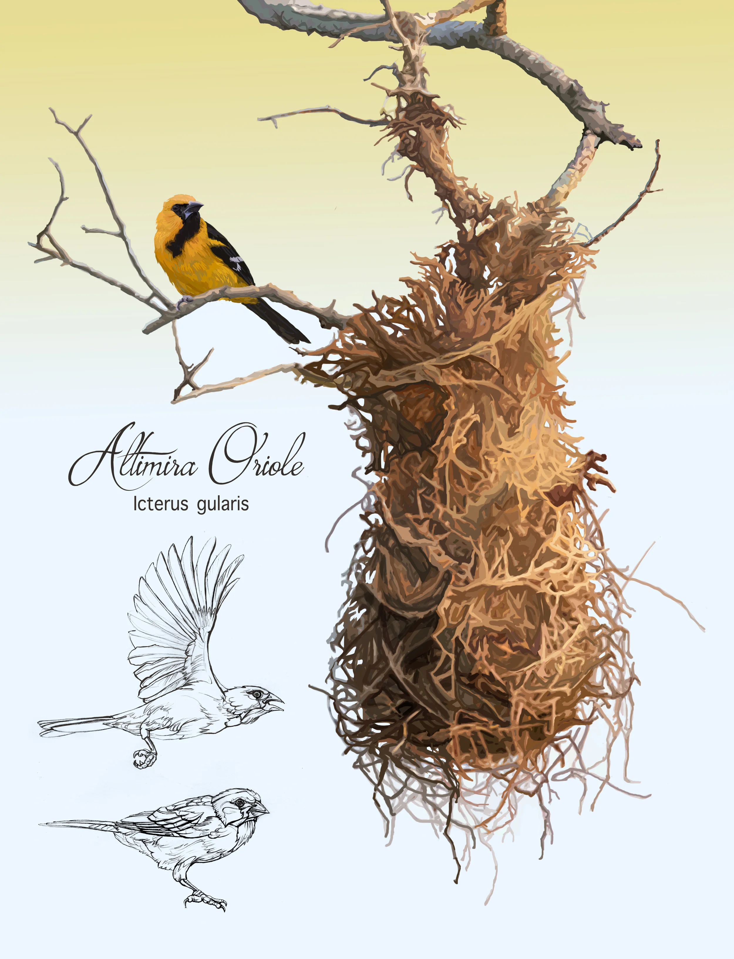 Altimira Oriole