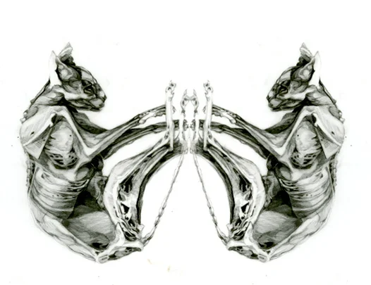 Bridges & Bones