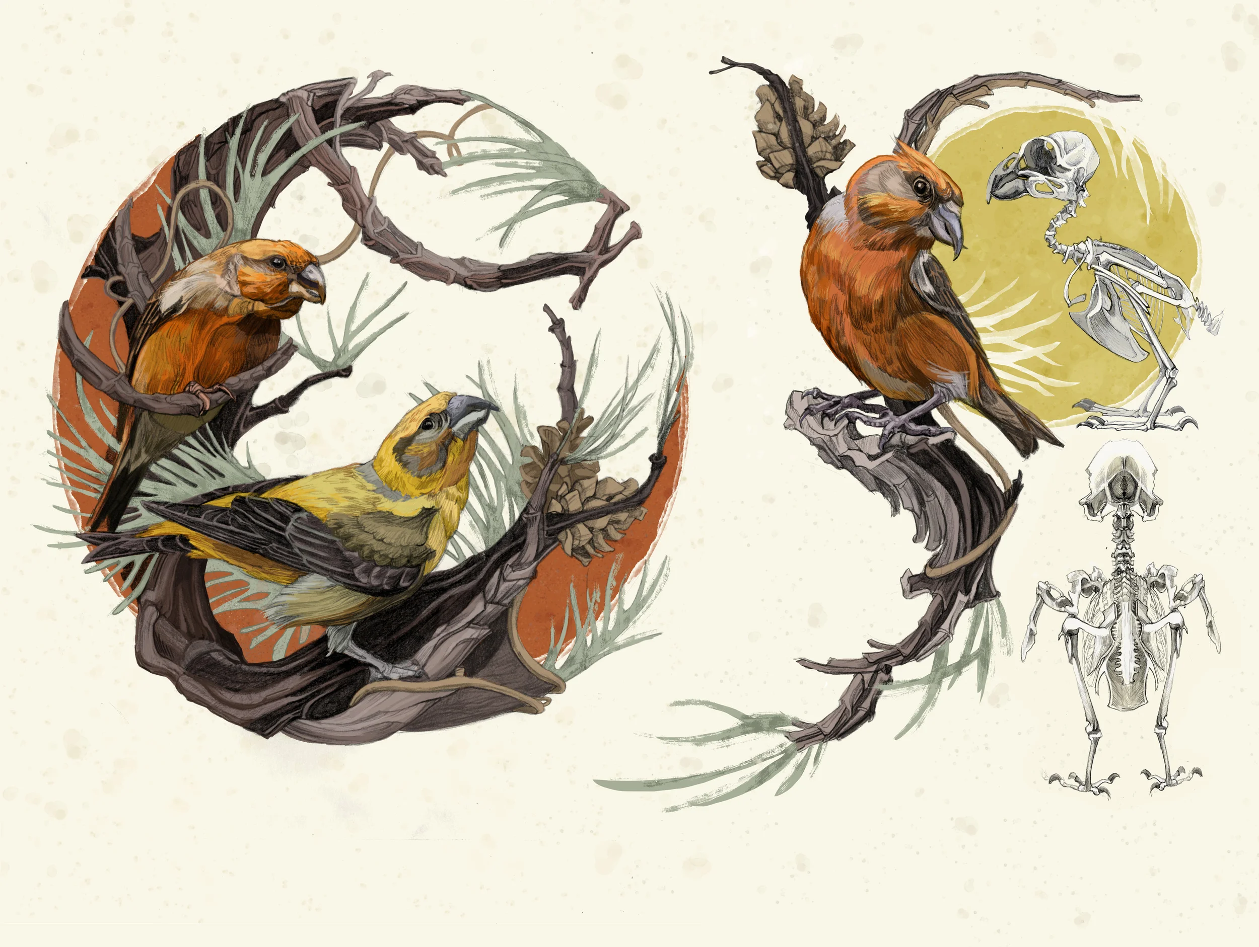 Parrot Crossbill (Loxia pytyopsittacus)