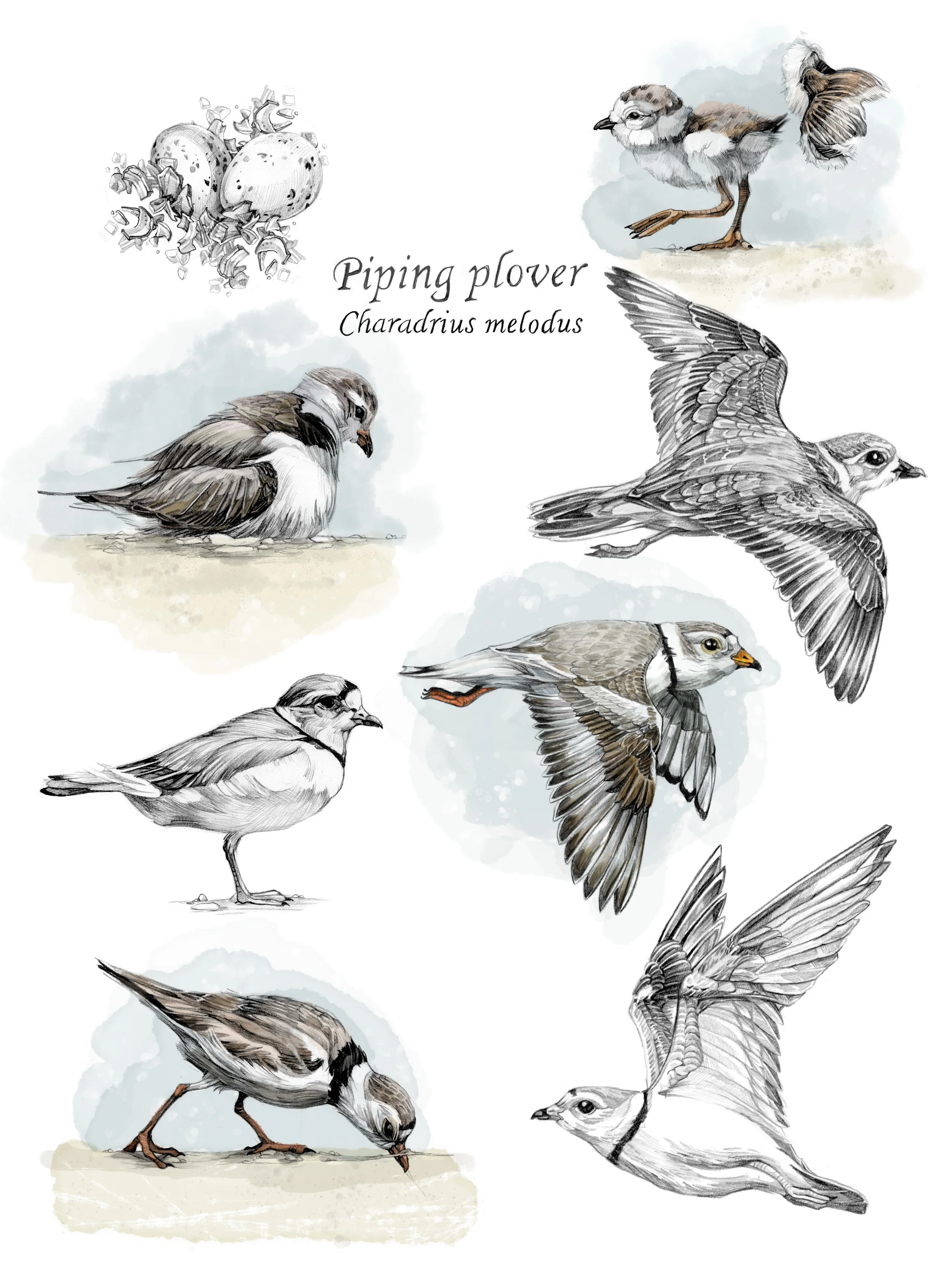 Piping Plover (Charadrius melodus)
