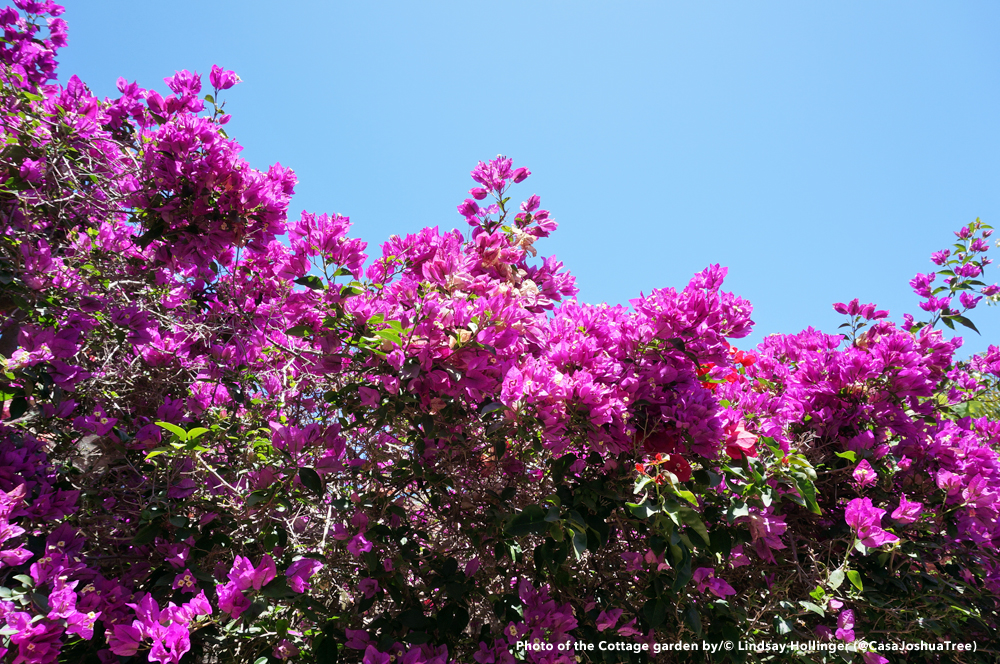 Above: Bougainvillea surrounding the Cottage garden.