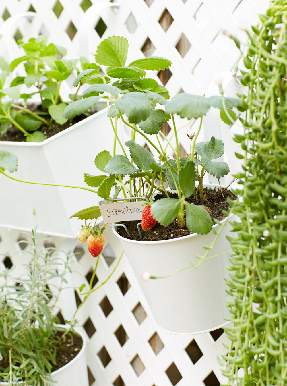 Photo of the Cottage garden by James Tse for THE NEST / THE KNOT Magazines.