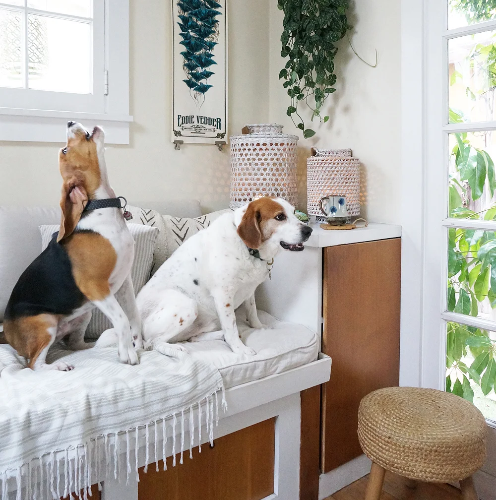 So. Much. Dog. Hair.