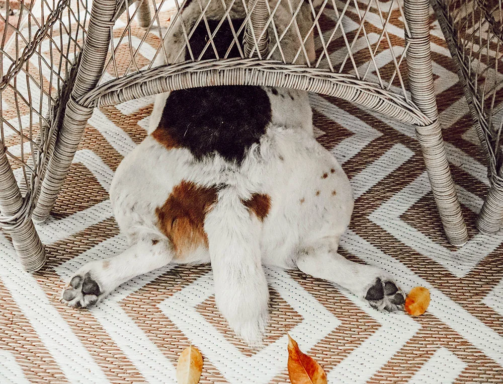 tail.jpg