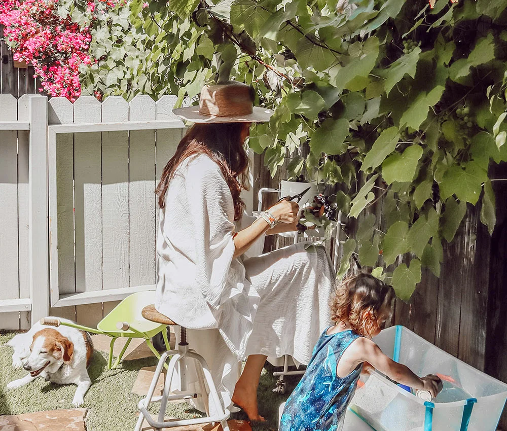 The Cottage Grapevine