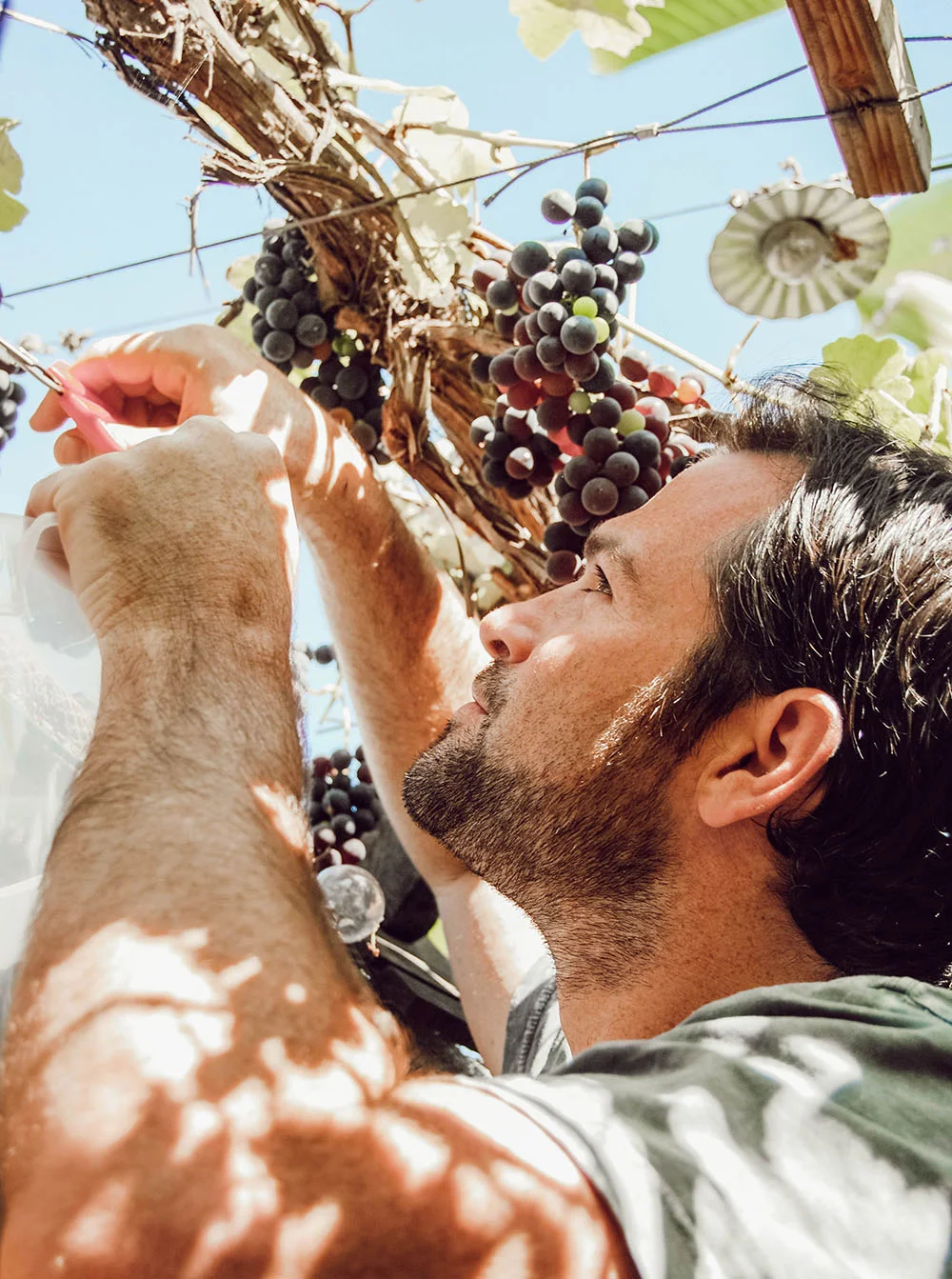 Above: Adam clipping grape clusters.