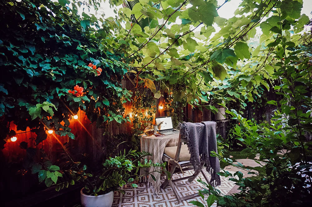 vine canopy.jpg