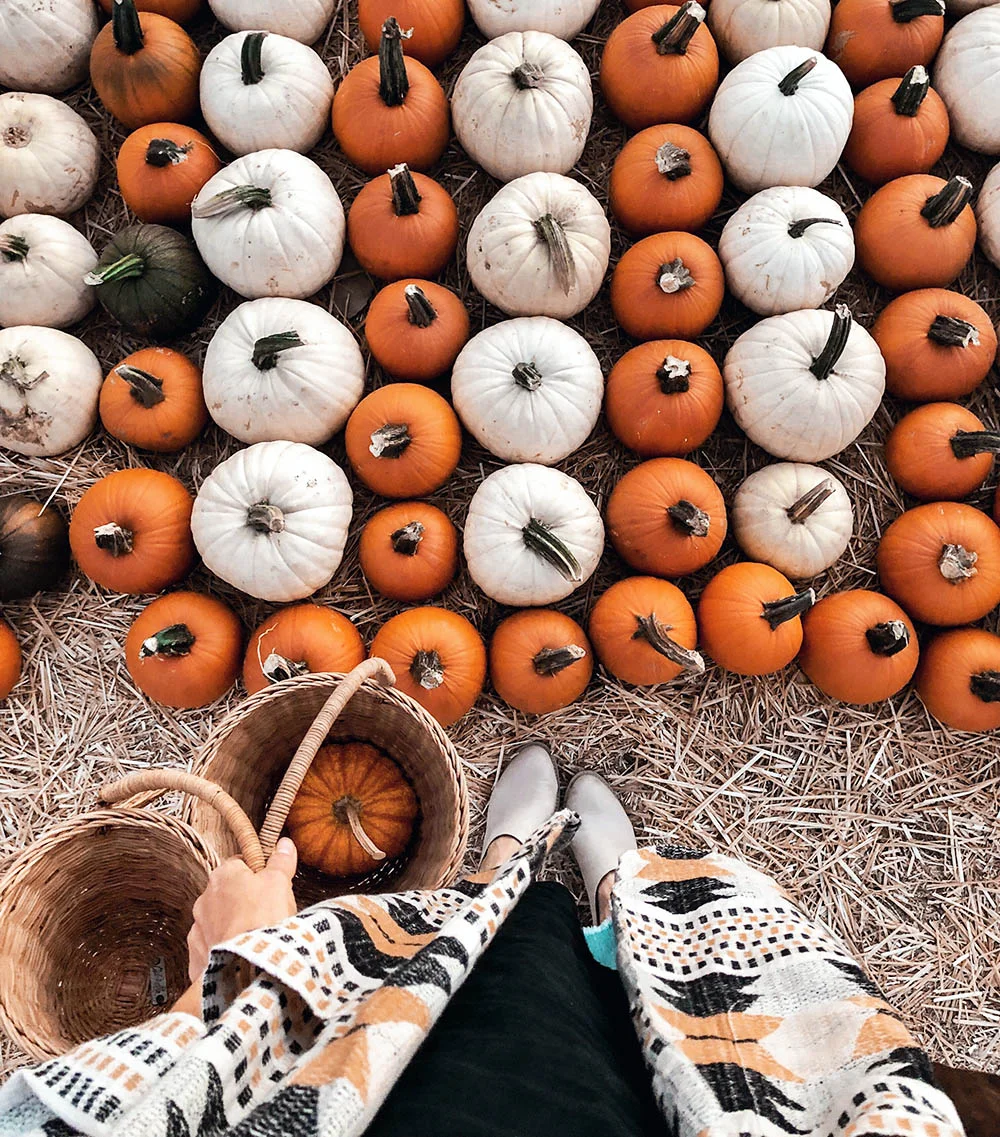 pumpkinpatch_fromwhereistand.jpg