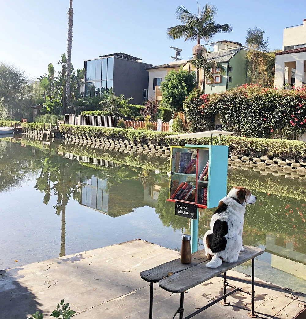 Above: StanLee sitting by the floating book exchange on the Venice Canals.