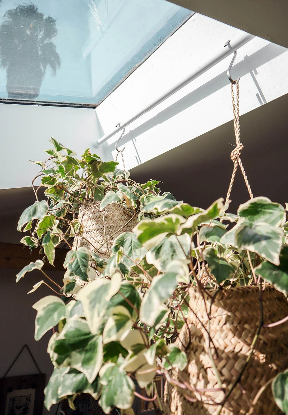 smallspace_plants4.jpg