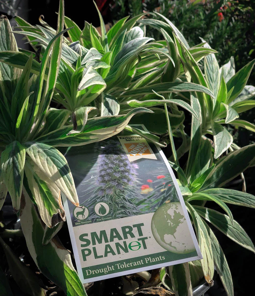 droughtplants.jpg