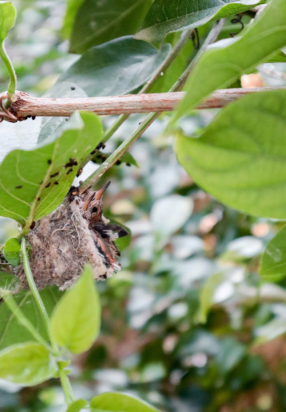 baby_hummingbirds_nest_tinyhouse.jpg