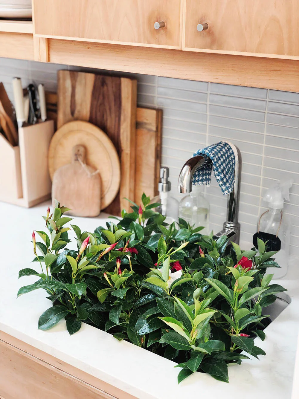 smallspace_kitchen_plants.jpg