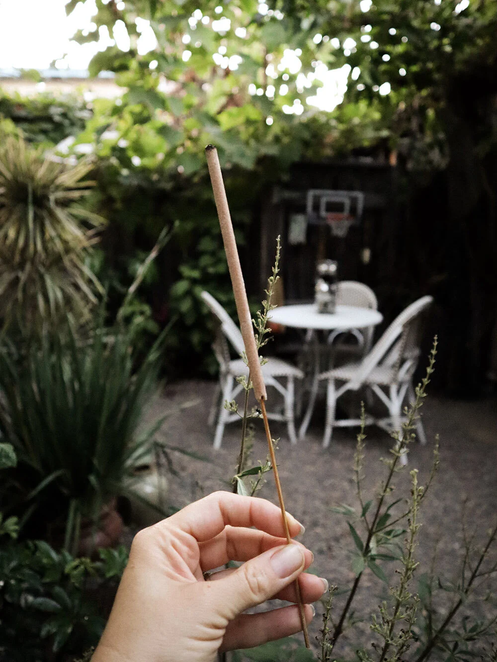 mosquito_repellent_outdoors_smallspace.jpg