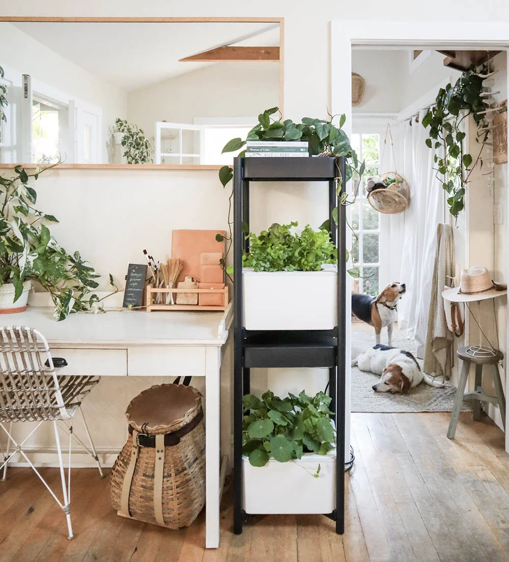 indoor_small_space_gardening_8.jpg