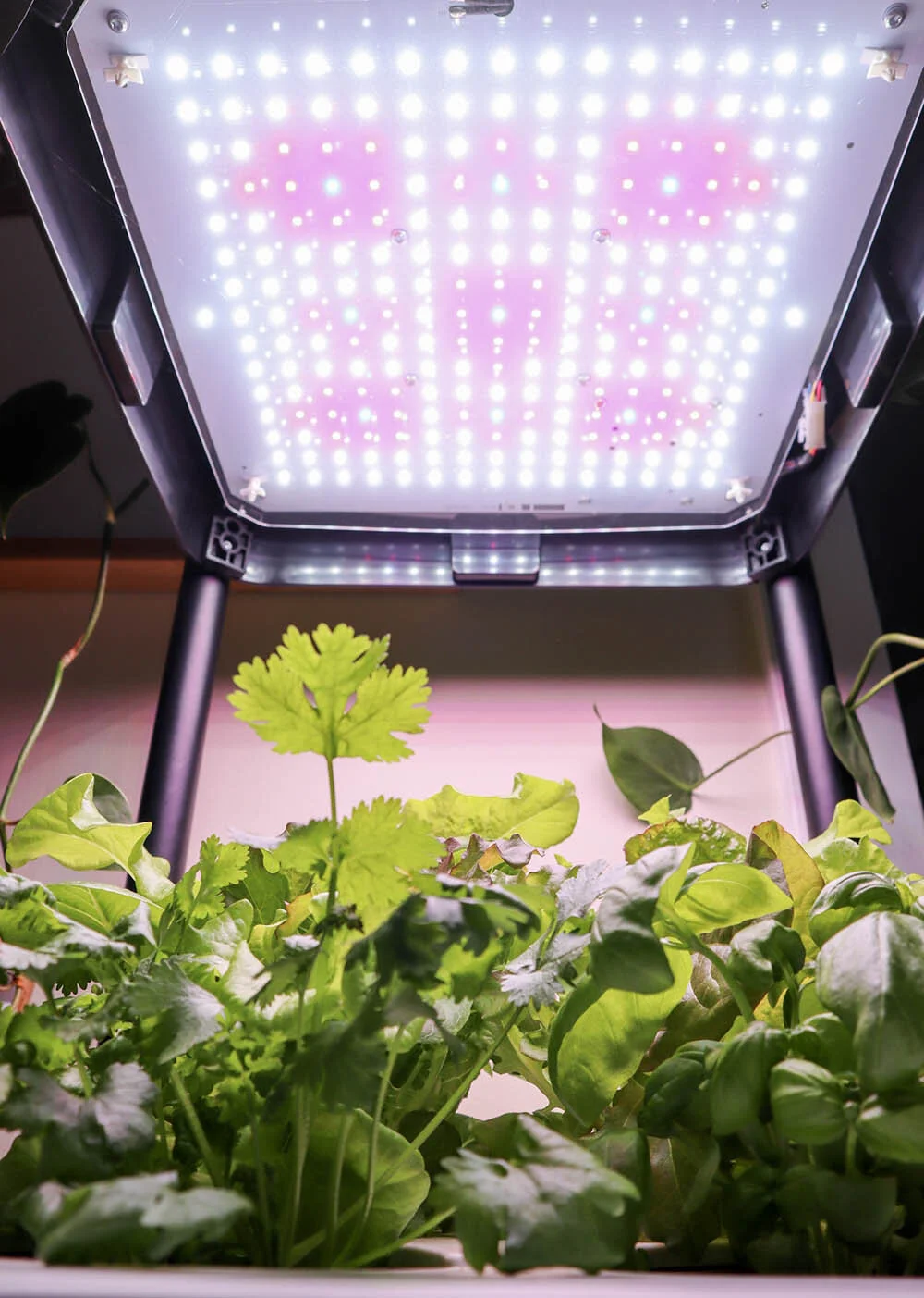 indoor_small_space_gardening_4.jpg