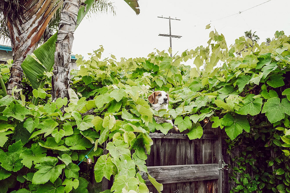 Before + After: Creating a Canopy of Vines — The Tiny Canal Cottage