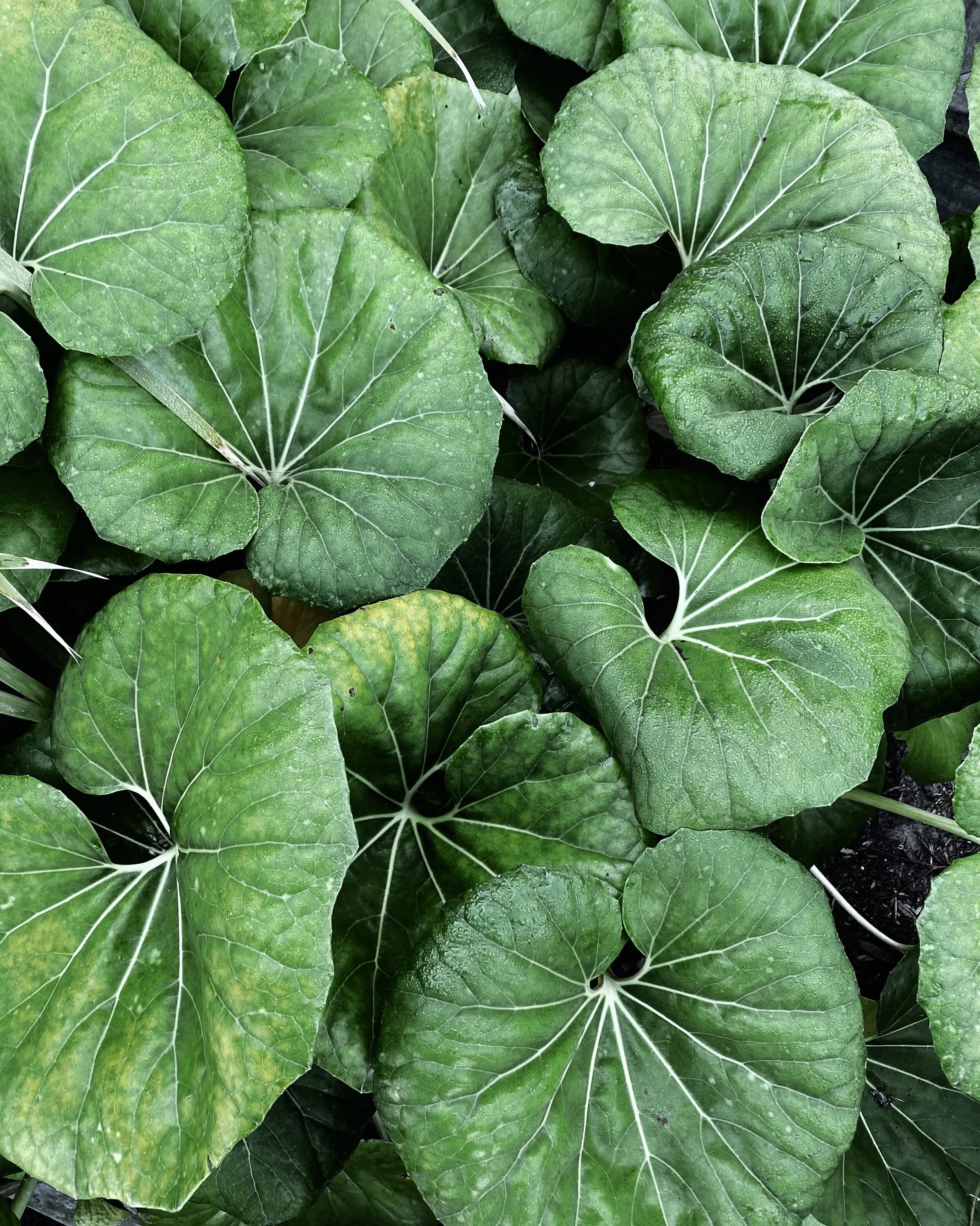 Small Space Jungalow Gems