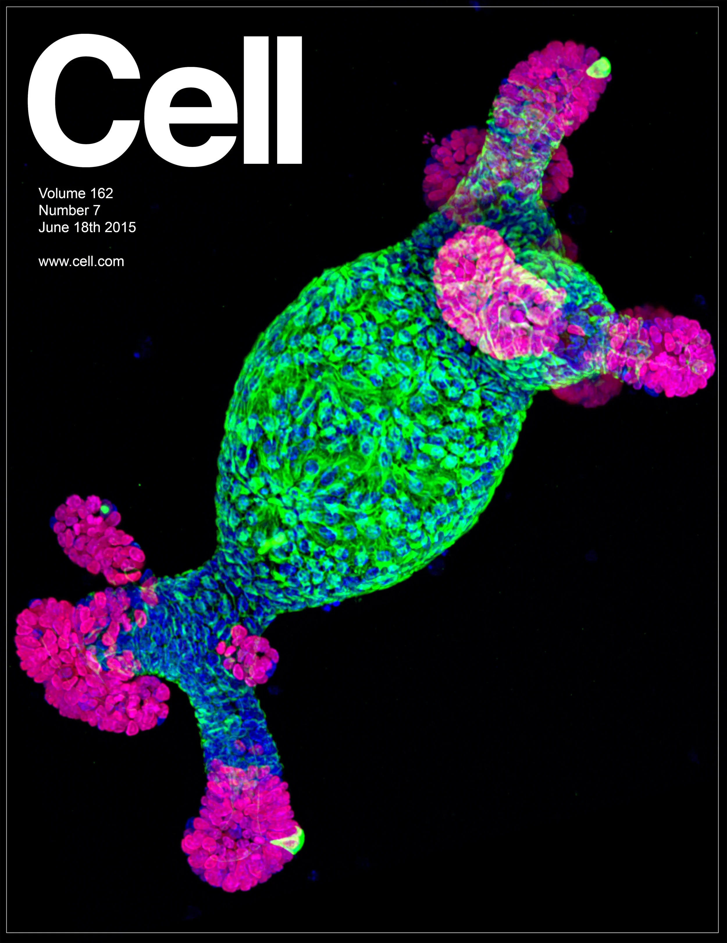 Cell Cover 2 (3 color).jpg
