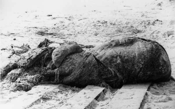 St. Augustine carcass - memorable globster from https://en.wikipedia.org/wiki/Globster#/media/File:St_augustine_carcass.jpg