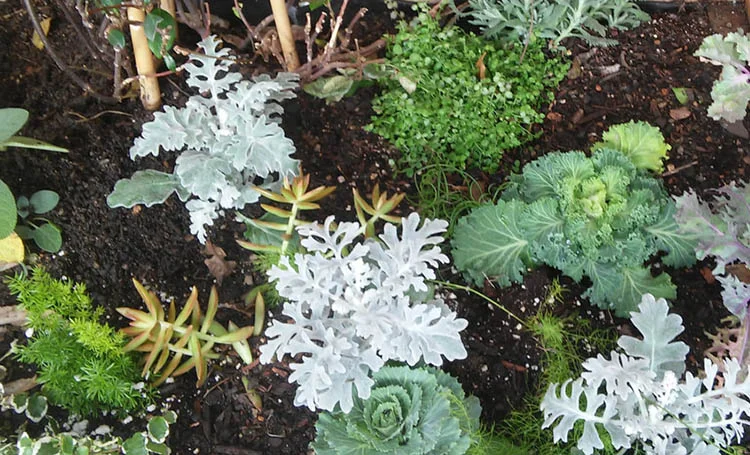 Touch Garden.jpg