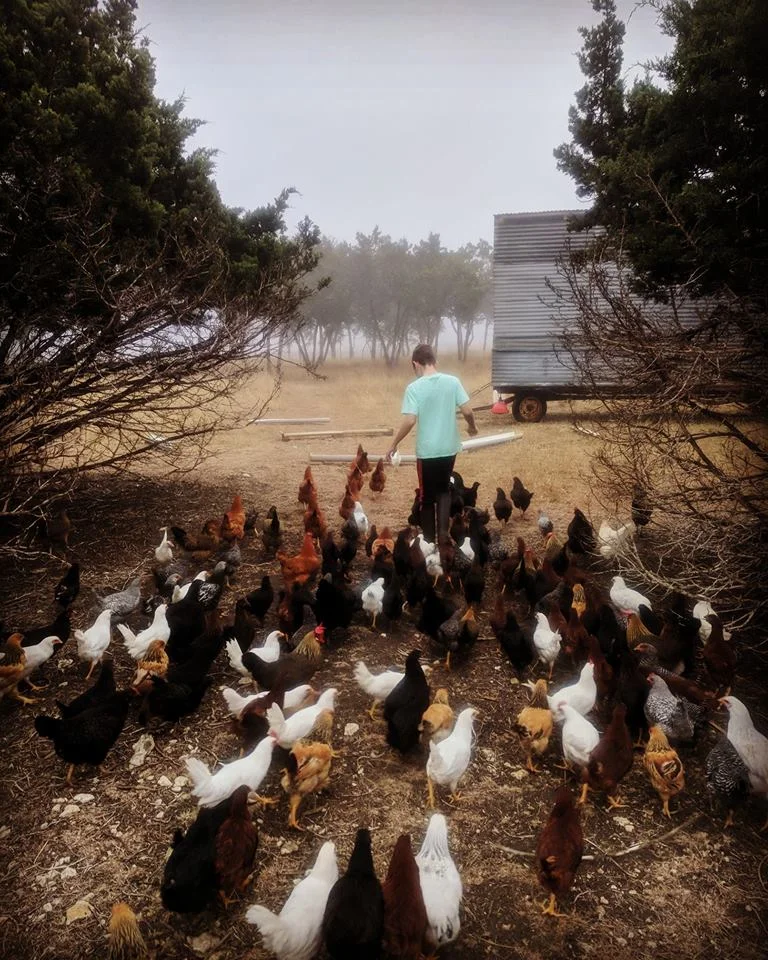 TendingTheFlock.jpg