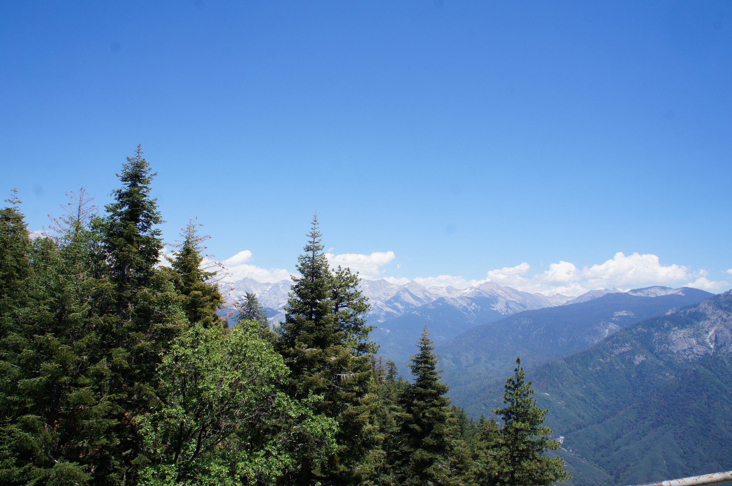 Sequoia