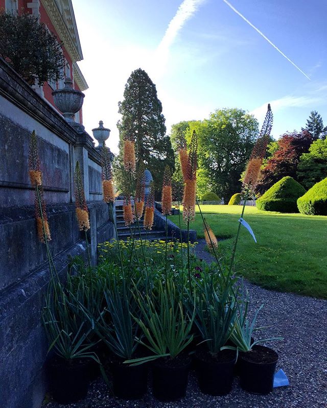 Flower delivery to refresh the terrace garden! #britishcountryside