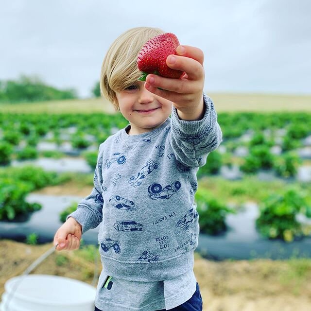 Strawberries for days. 🍓