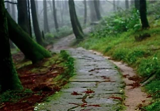 forest stone path 2.jpg