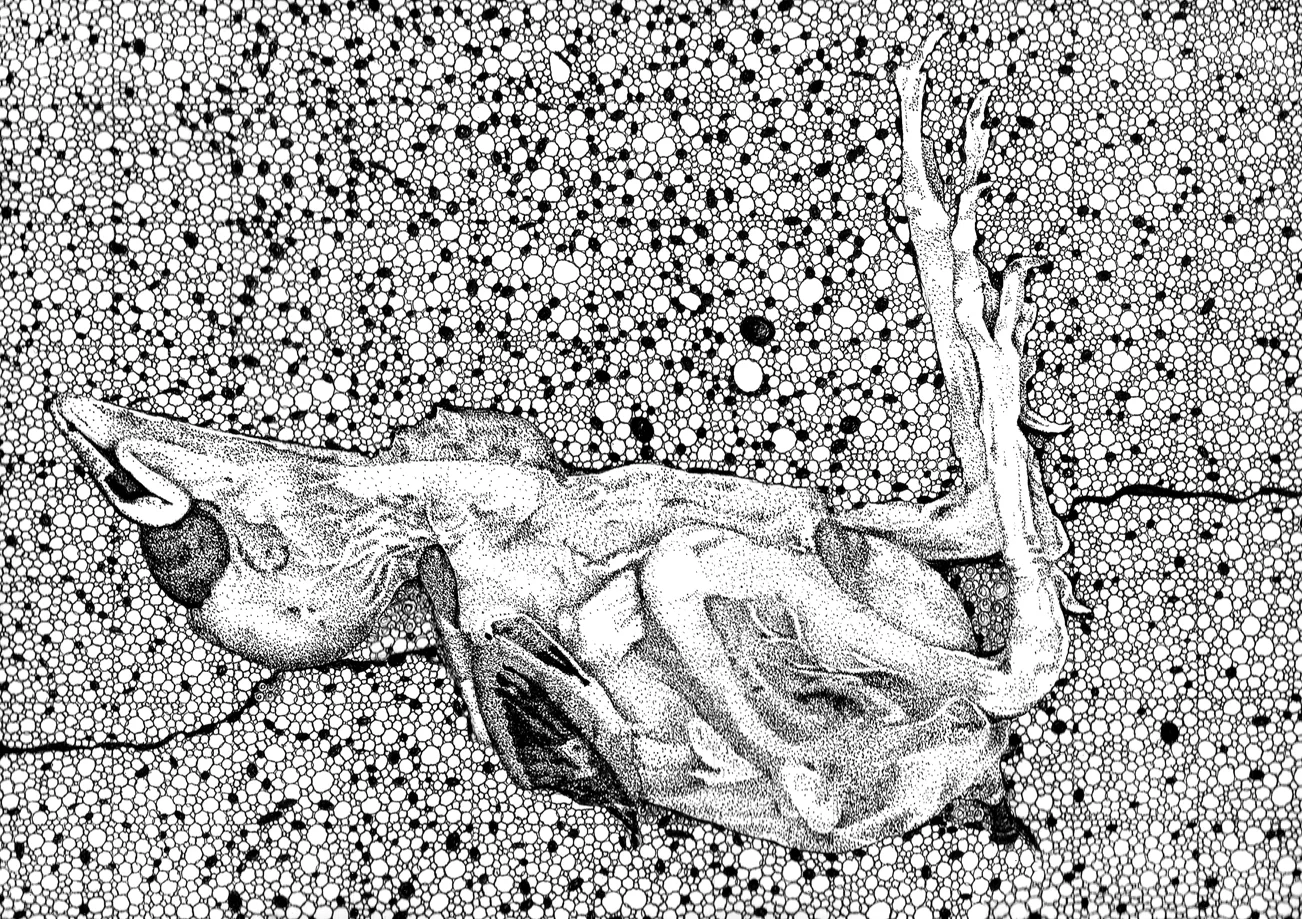 Immature bird, species unknown (failure to thrive, Crown Heights, Brooklyn, May 2011), ink on paper