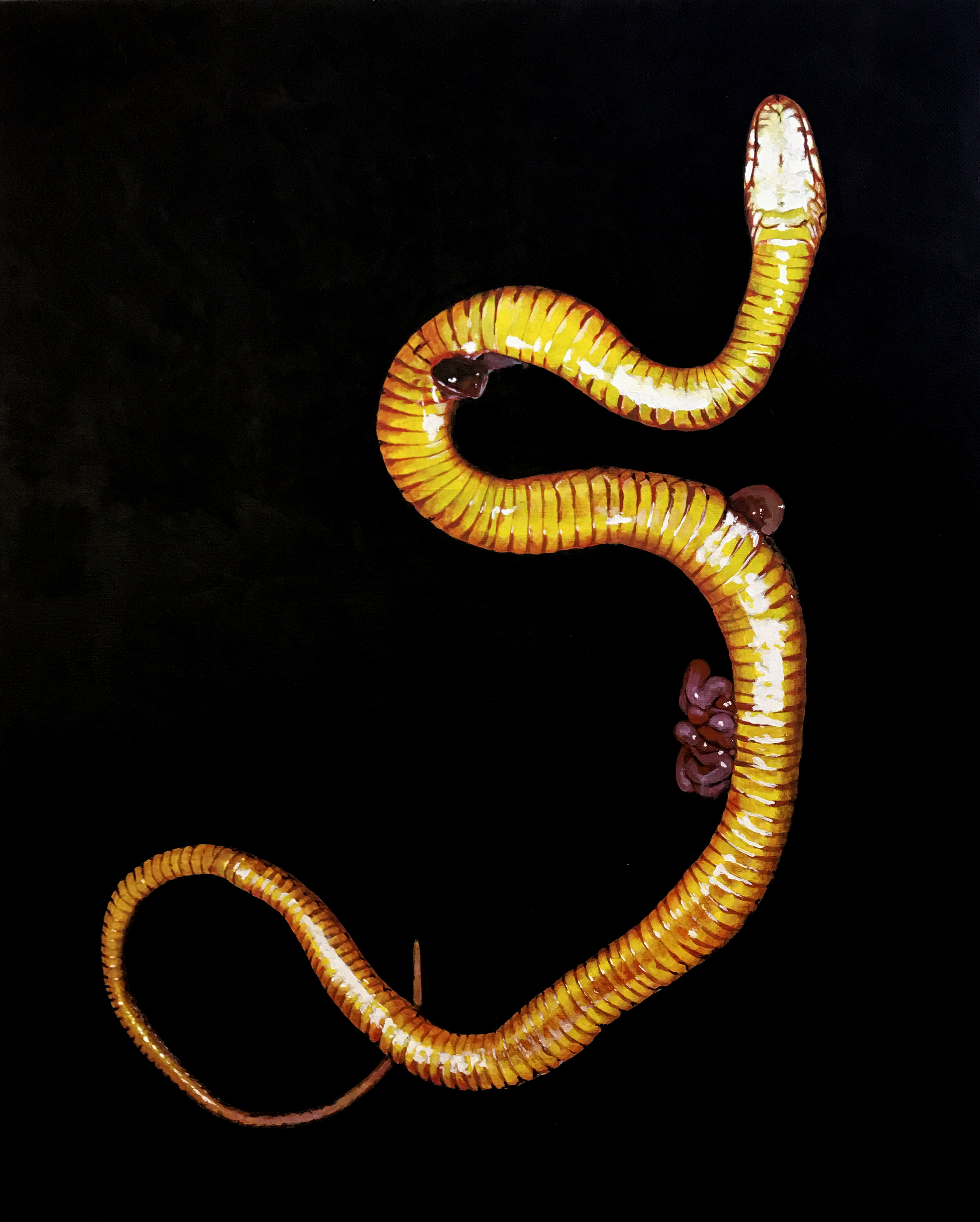   Yellow bellied racer (Multiple fatal internal and external traumas due to motor vehicle collision, Austin, TX 2017), vinyl paint on canvas  