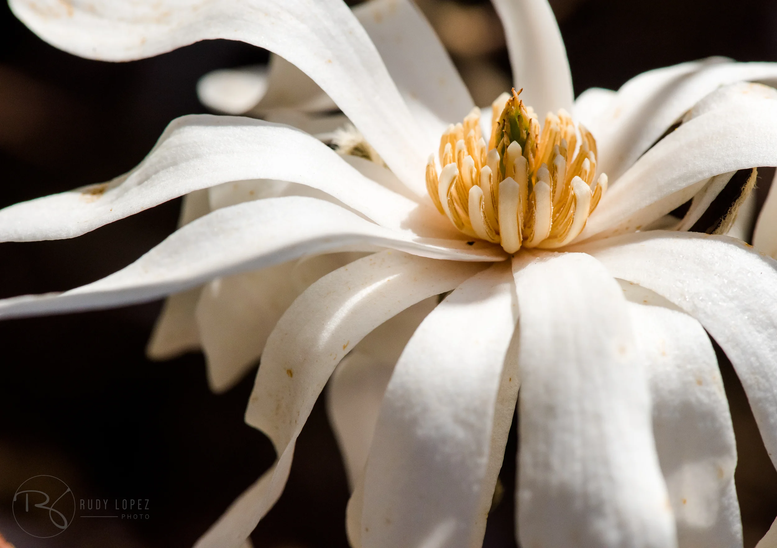 _DSC8552.jpg