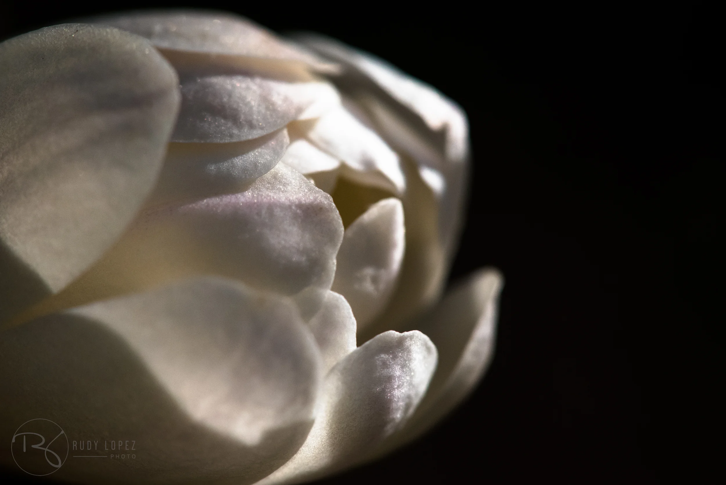_DSC8558.jpg
