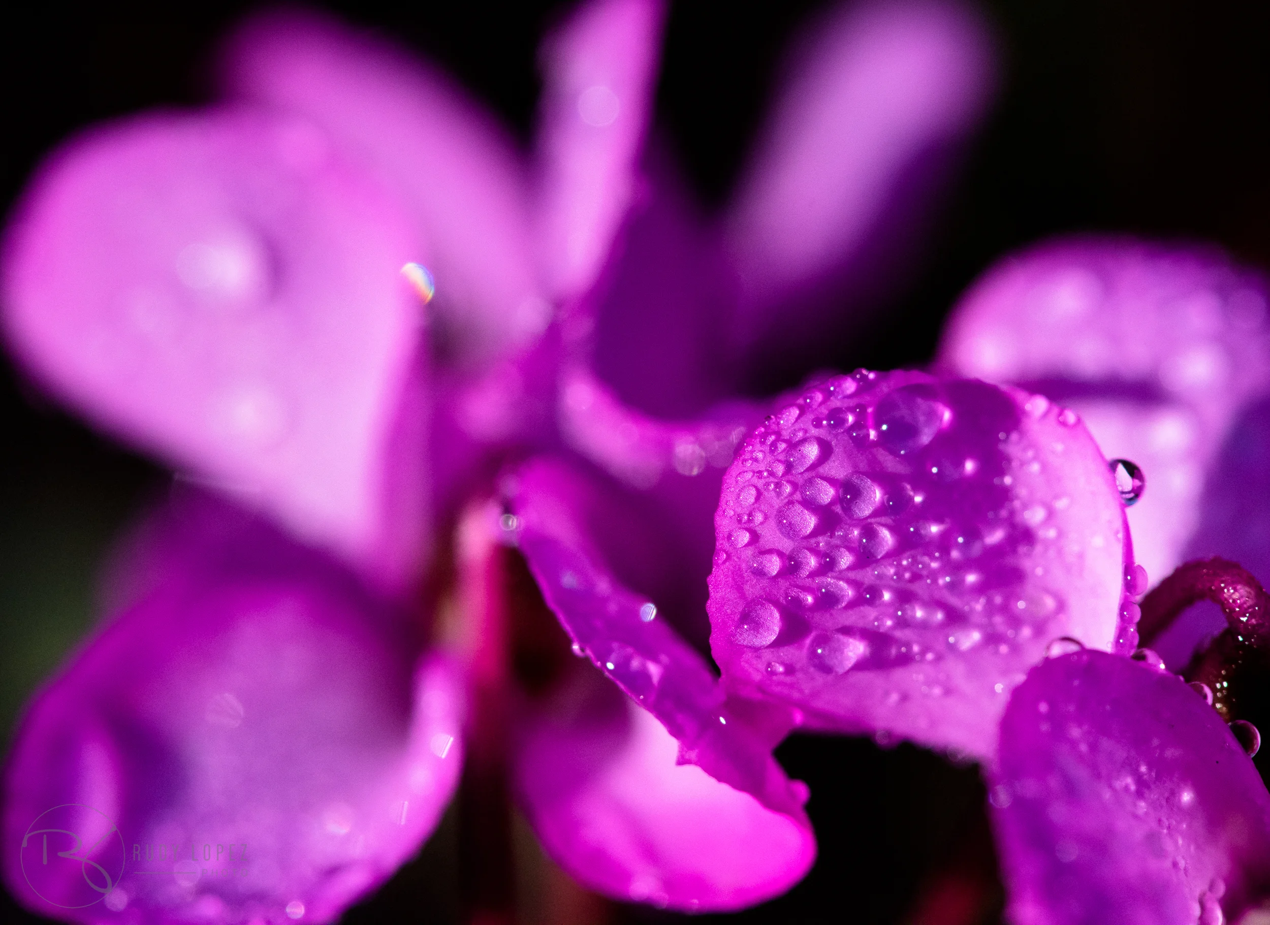 _DSC8575.jpg