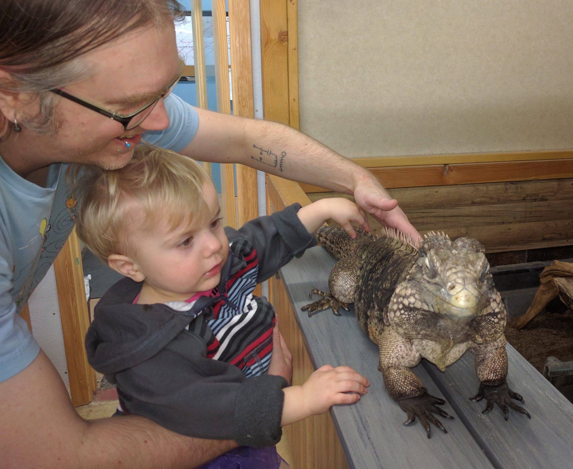 Rocco, the iguana
