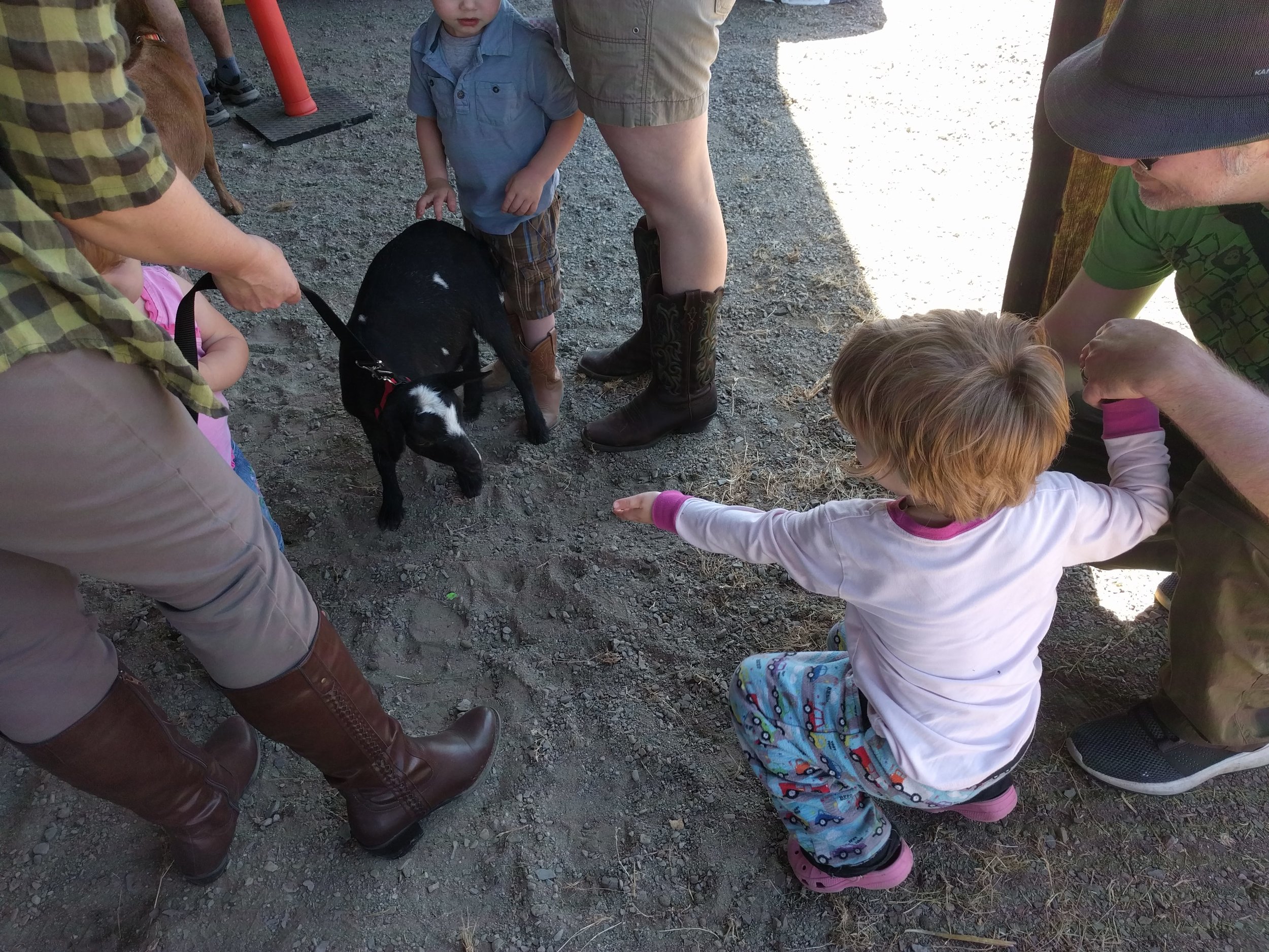 At Goat Olympics