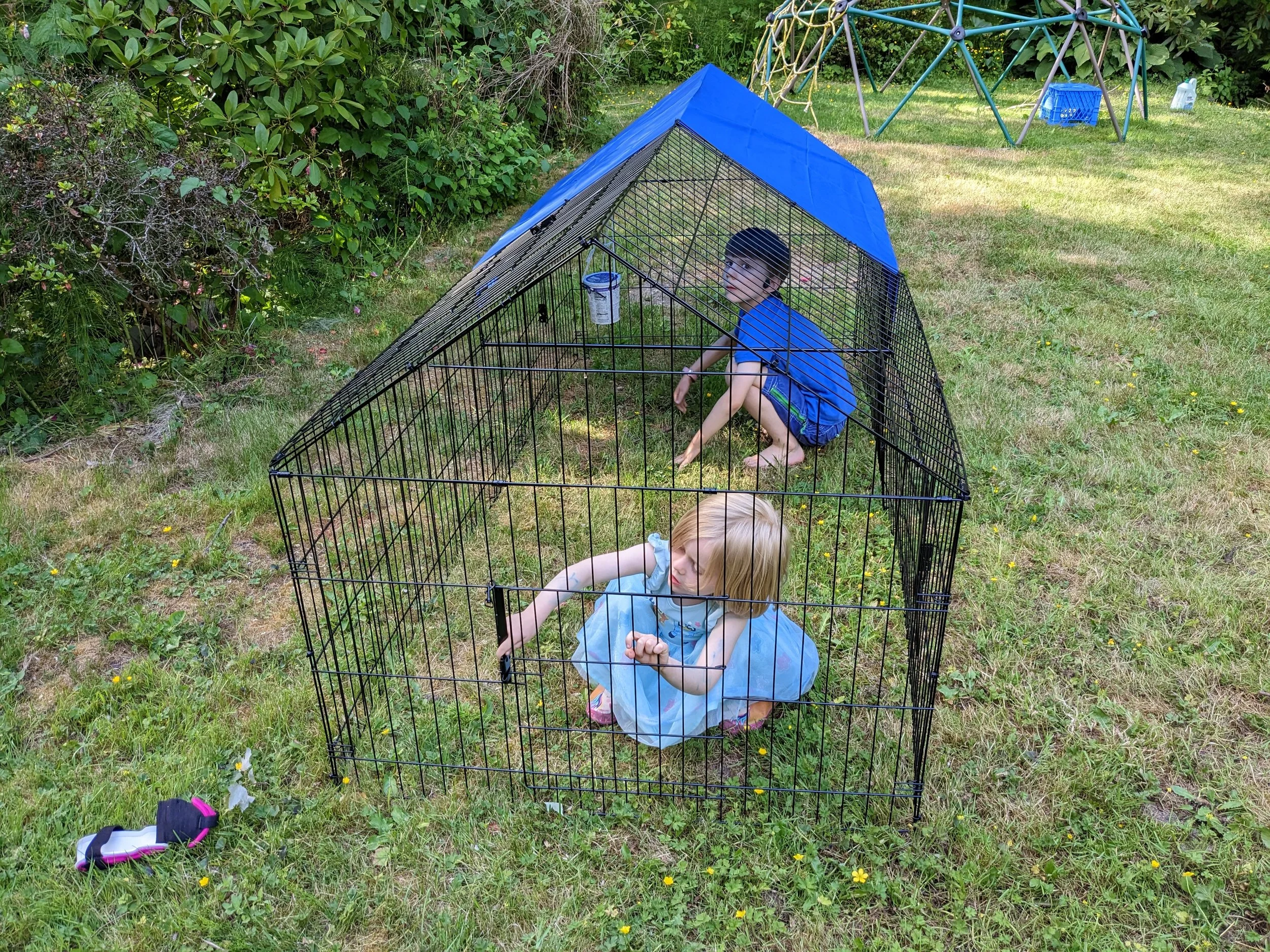 Being Chickens