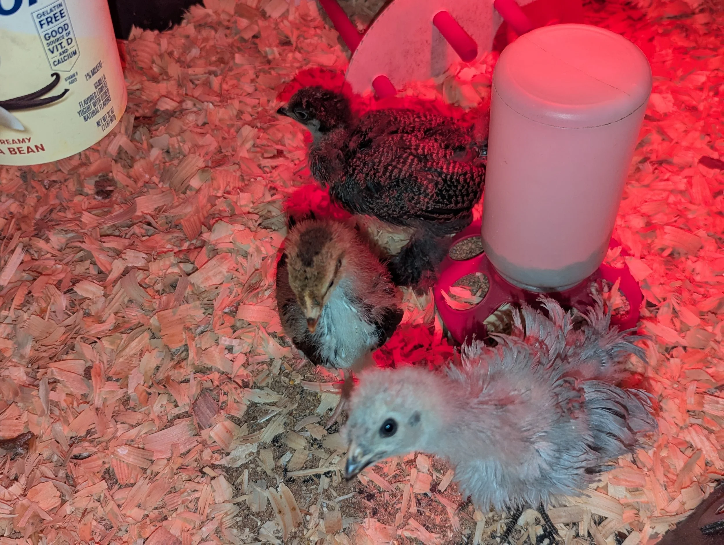 New Chicks
