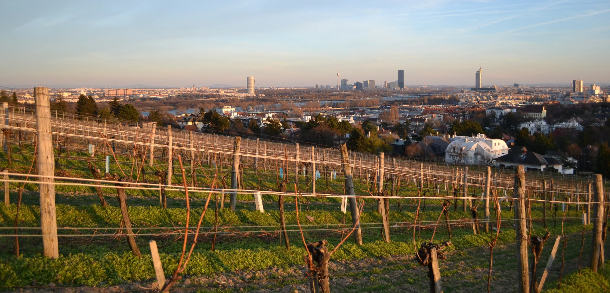 The Vineyard in Spring.  Vienna, Austria.