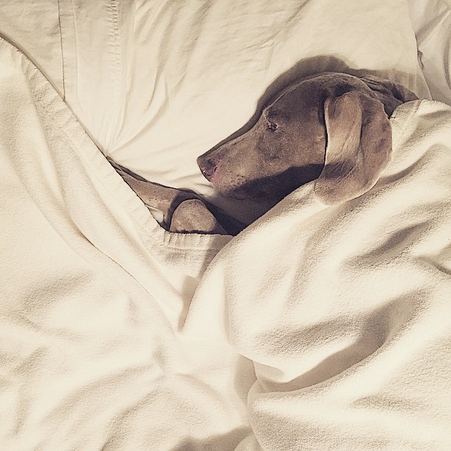Gia refuses to sleep without her pillow and blanket! #Weimaraner #weimaraners #dogsofinstagram #weim #weimaranersofinstagram #dog
