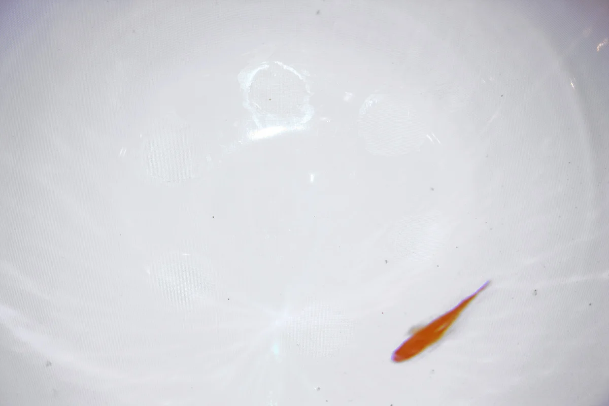 Video on the Ceramic Bowl 18.5H 18.5W 6.5D inch