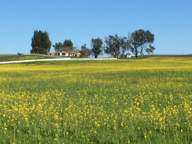 Ramal Road, Sonoma, CA mustard fields February 2015