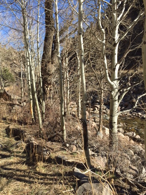 Boulder Creek Trail 3-10-2016.jpg