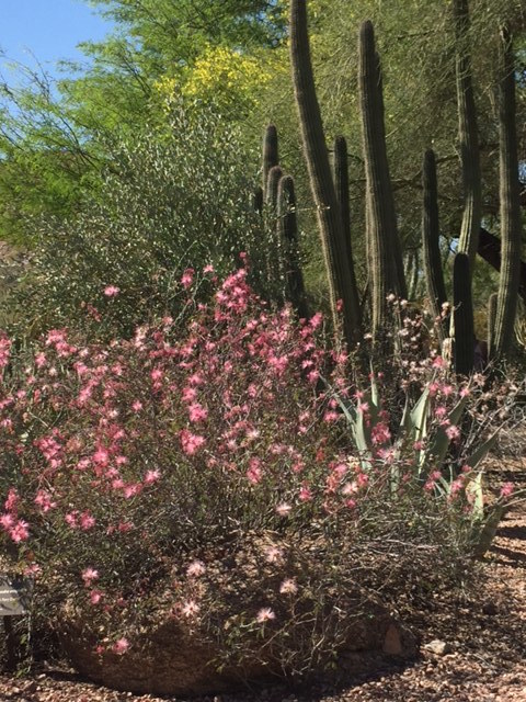 Cactus and dusty pink flowers.jpg